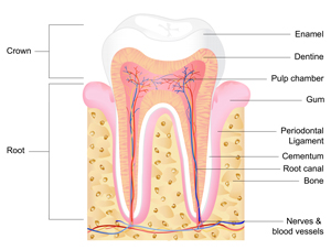 歯にはいくつもの組織がある