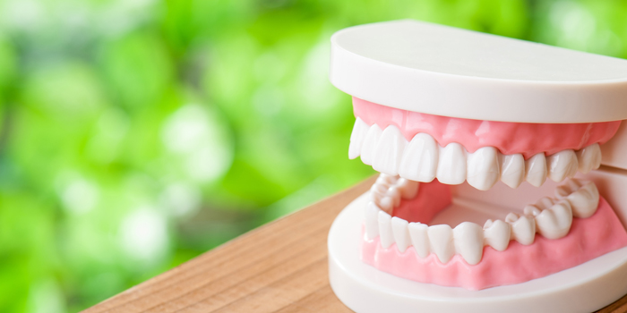 歯周病が認知機能を低下させる? 脳の認知機能と歯の関係